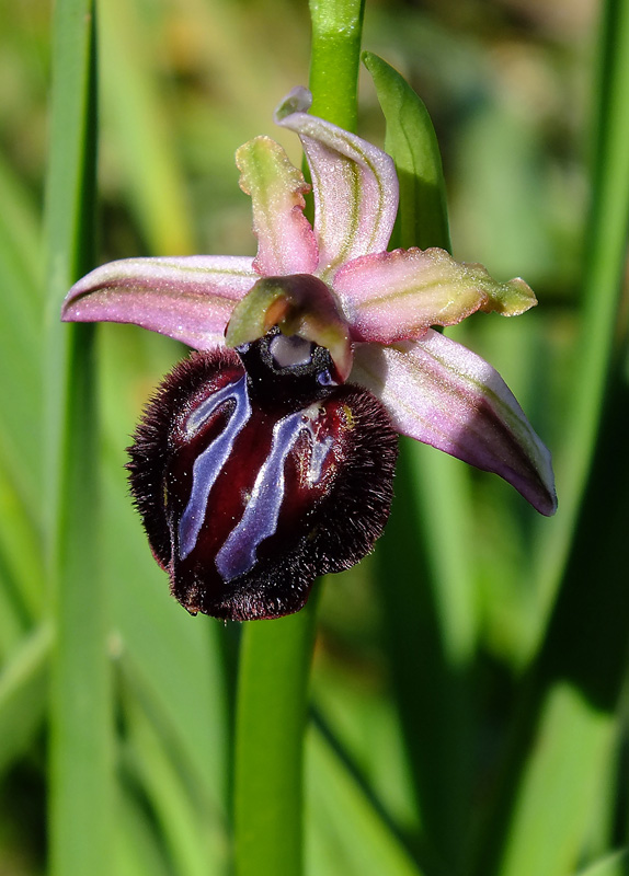 Ophrys sipontensis